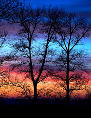 Silhouette of trees with majestic sunset colors.