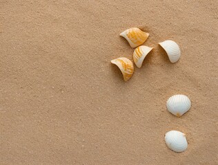 shells on the beach