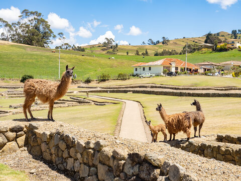 Llamas salvajes en las ruinas de Ingapirca, Ecuador