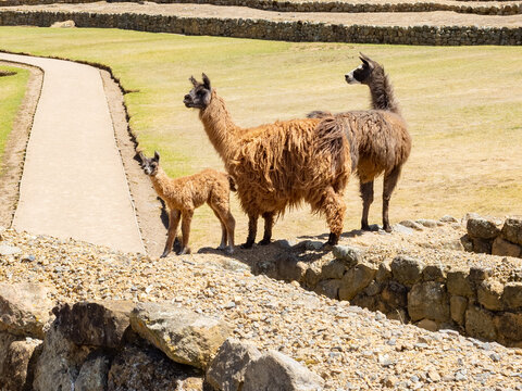 Llamas salvajes en las ruinas de Ingapirca, Ecuador
