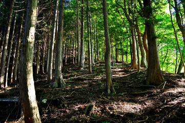 道志山塊の赤鞍ヶ岳　赤鞍ヶ岳・大栗コース　木漏れ日の森を通る登山道
