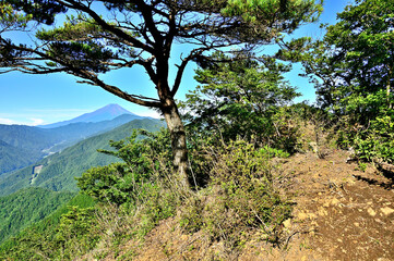 Fototapeta na wymiar 道志山塊の道志山稜縦走コース　赤鞍ヶ岳のウバガ岩より富士山を望む 