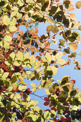 Leaves background, Parque Urbano do Rio Ul, São João da Madeira