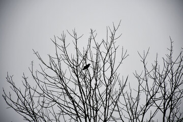 Black bird on a winter tree