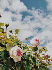 pink roses in the sky