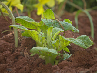 Green sprout of potato