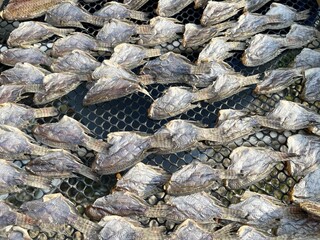 dry salty nile tilapia fish on bamboo floor