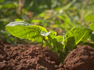 Potato germination