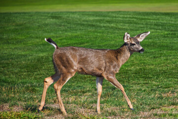 Young Deer on a green meadow