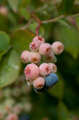 Blueberries_ripening