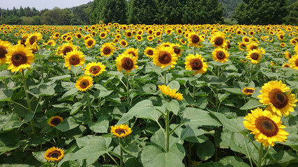 Obraz premium 世羅高原のヒマワリ畑