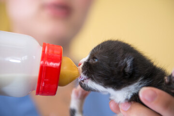Hand_feeding_kitten_h