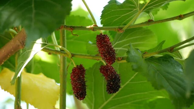 Mulberry fruit hanging on tree , Berry in nature