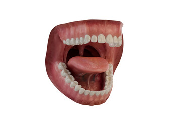 Photorealistic human mouth. 3D illustration. Caries damage. Clean tooth. Isolated background.