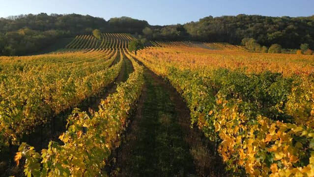 Weingarten im Herbst