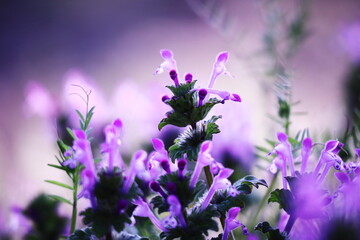 Plakat 春の訪れと美しい紫の草花