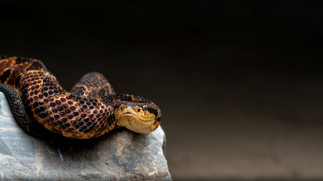 Metlapilcoatlus nummifer mano de piedra