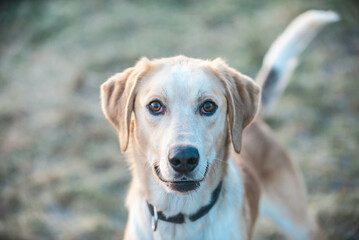 Dog portrait