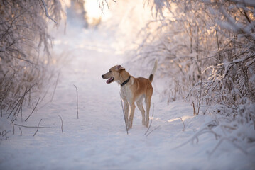 Dogs playing in the sunset