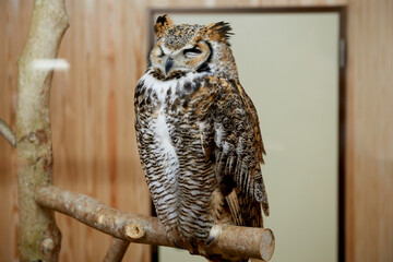 松江フォーゲルパークのフクロウ