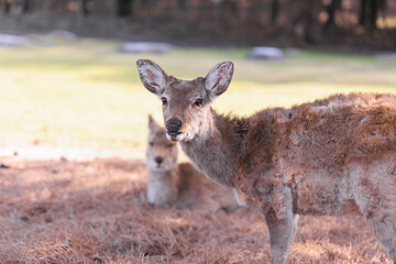 奈良公園の鹿【日本:奈良】