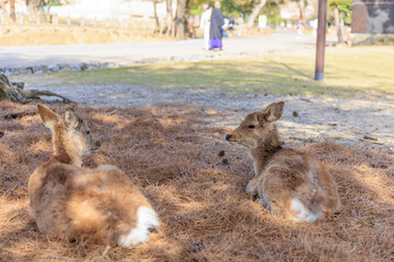 奈良公園の鹿【日本:奈良】