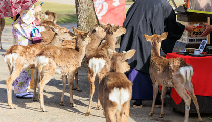 せんべいが欲しい奈良公園の鹿【日本:奈良】