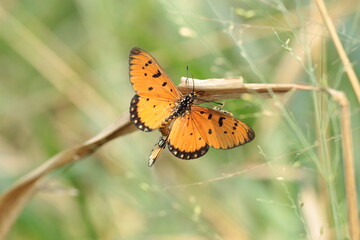Cethosia cyane euanthes in Thailand, Butterfly