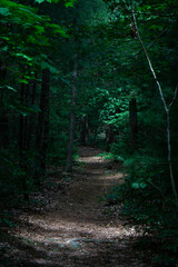 Obraz premium Nature's path