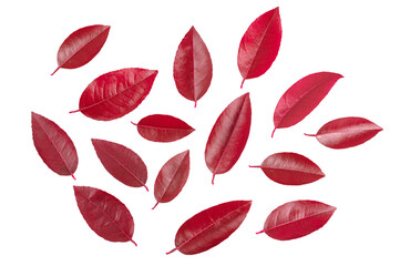 Flat lay Red leaves collection on white background.