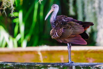 Limpkin standing on wooden rail at circle b bar reserve