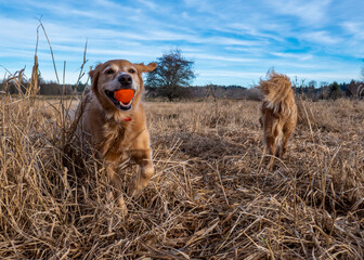 Dogs playing ball in a field in Redmond, WA