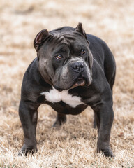 Large gray pit bull terrier posing at the park