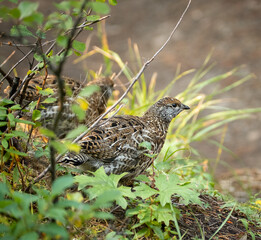 ptarmigan bird