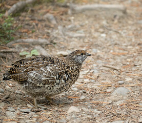 ptarmigan bird