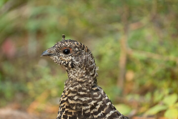 ptarmigan bird