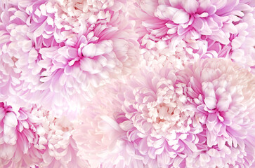 Floral background.Asters petals texture.Floral delicate wallpaper. Asters pink background.Beautiful Floral background 