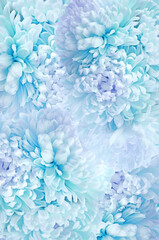 Floral background.Asters petals texture in blue colors.Floral delicate wallpaper. Asters blue background. Floral background 
