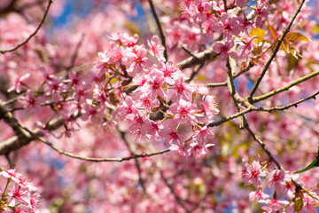 Soft cherry blossoms or cherry blossoms on nature blue background