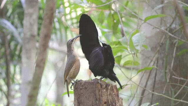 a male victoria's riflebird performs a mating display for a female on a stump at crater lakes national park in nth qld, australia