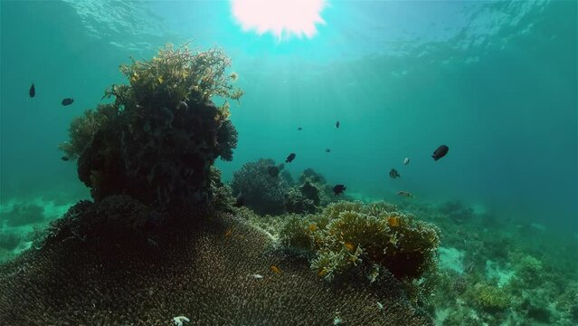 Tropical colourful underwater seascape. Tropical fishes and coral reef underwater. Underwater landscape. Philippines.