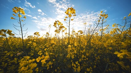 Rapeseed flowers at sunset. Video using a slider.