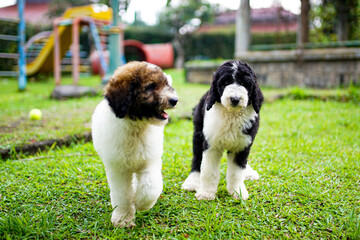 couple giant poodle puppy
