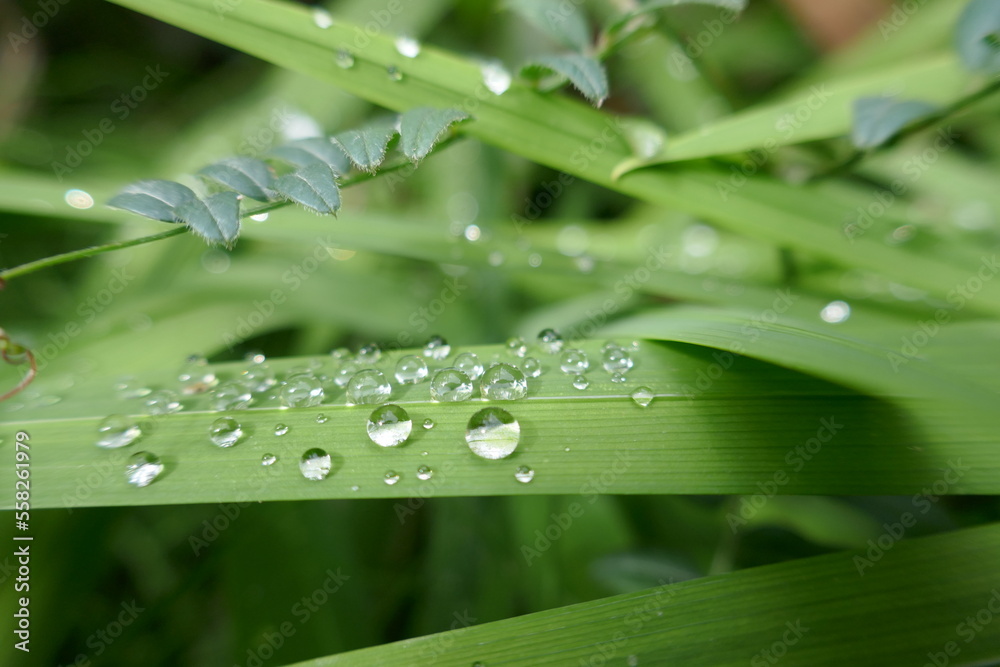 Wall mural pure nature image of fresh water drops condensation on green plant leaf