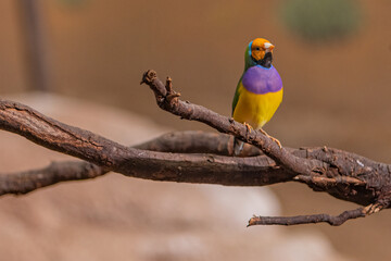 Gouldian Finch Portrait With Green Back, Purple Chest, Blue Nape, Black Throat, Yellow Belly, Orange Face, and Pale bill Perched On The Tree. 