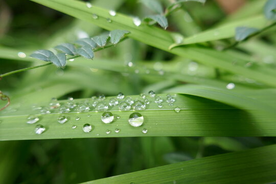 Pure nature image of fresh water drops condensation on green plant leaf