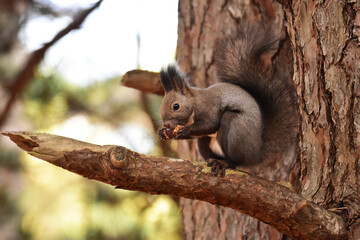 松ぼっくりを食べる秋のリス