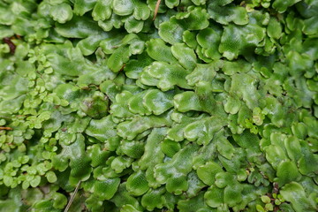 Thick covering of lush green liverwort plant