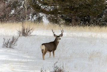 Mule Deer Buck in Snow