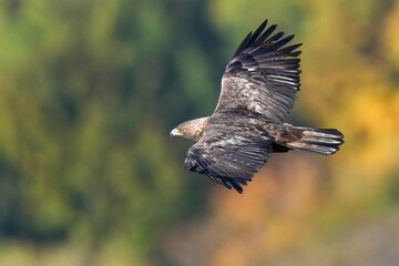 黄葉バックに悠然と飛ぶイヌワシ成鳥